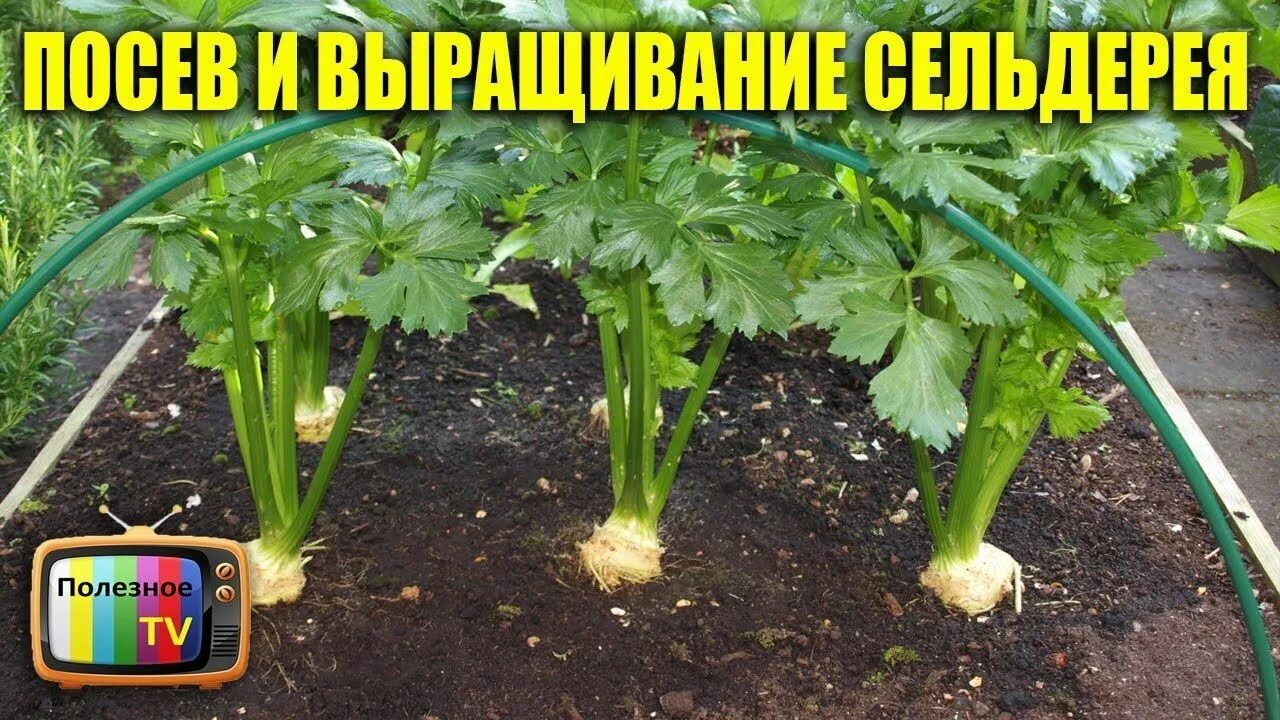 Посадка сельдерея в 2025 году. Посадка рассады корневого сельдерея в открытый грунт. правильный посев сельдерея корневого. сельдерей это овощ или нет. как посеять сельдерей корневой на рассаду.