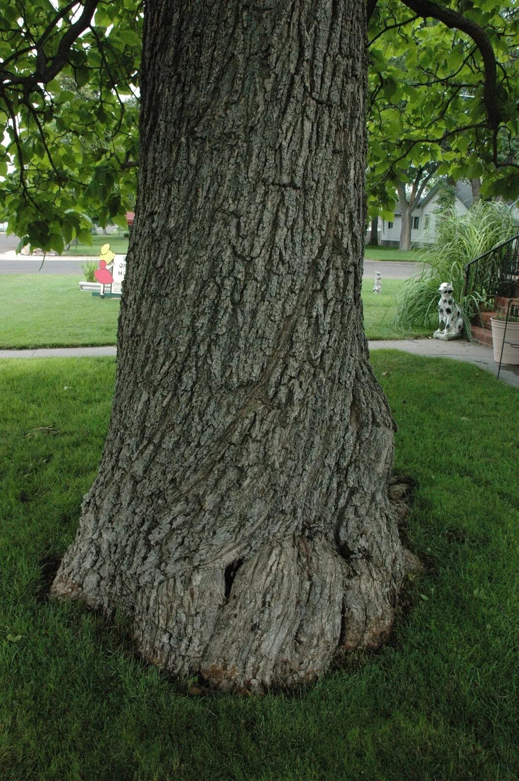 Baum und