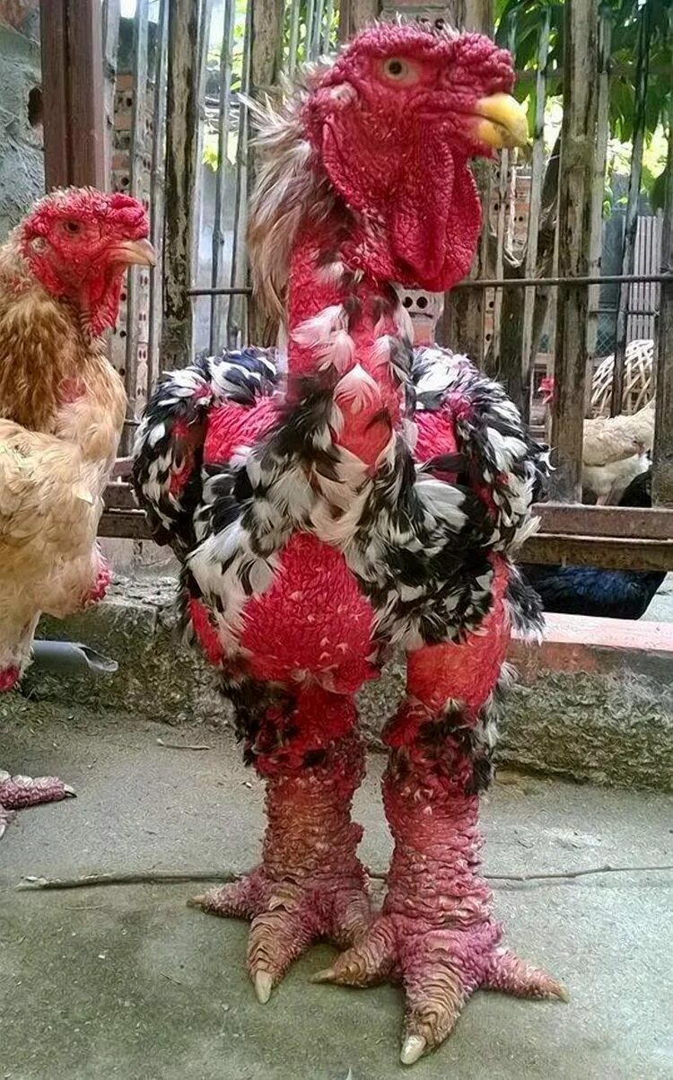 Самую тяжелую курицу. Куры породы га Донг Тао. Вьетнамский Бойцовый петух га Донг Тао. Вьетнамские бойцовые петухи. Необычные курицы.