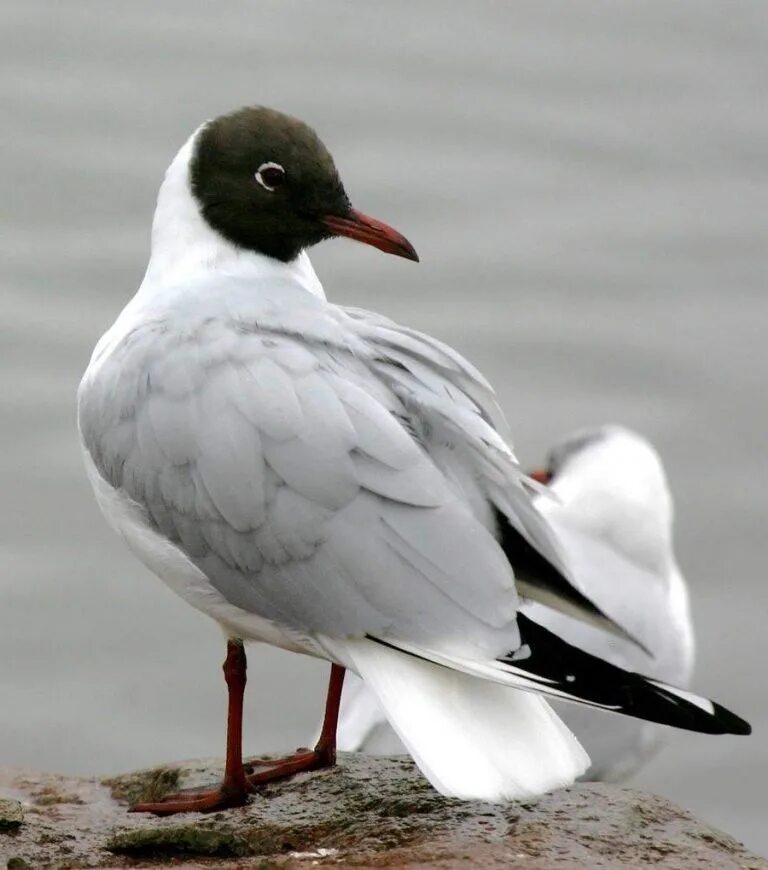 Сколько живут чайки. Озерная Чайка птица. Larus ridibundus. Черноголовая Чайка самка. Вилохвостая Чайка.