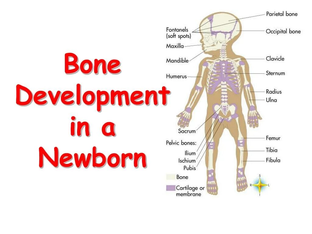 Bone Development. Bones рост. Skeletal growth. Bone age in children. The bones form