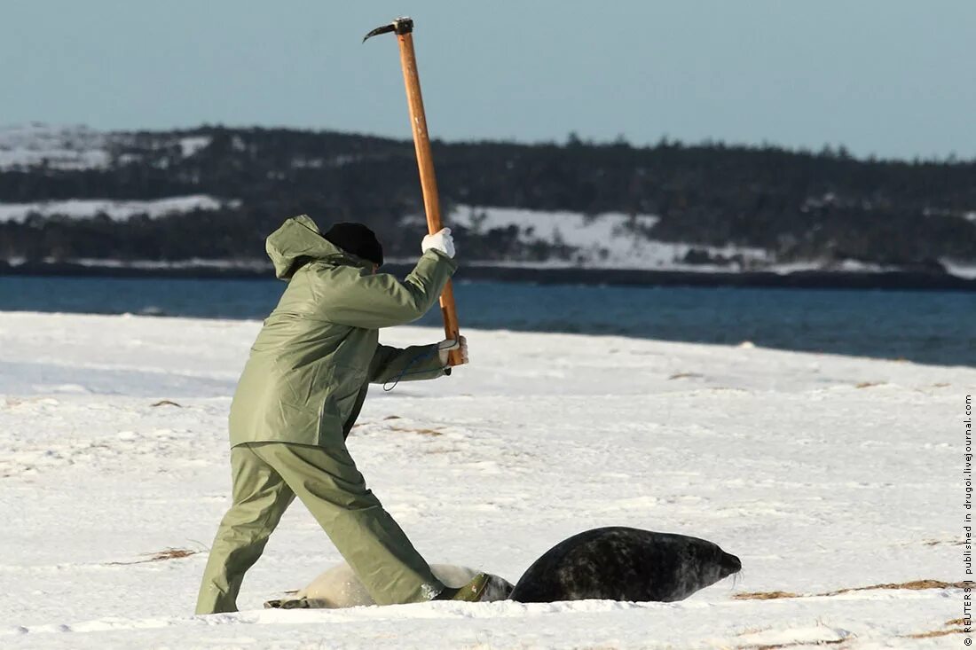 В сокольники он рвется глеб егорыч. Глеб стреляй уйдет. Когда шли охотиться на тюленей говорили. Когда шли охотиться на тюленей говорили. Байкальская нерпа охота.