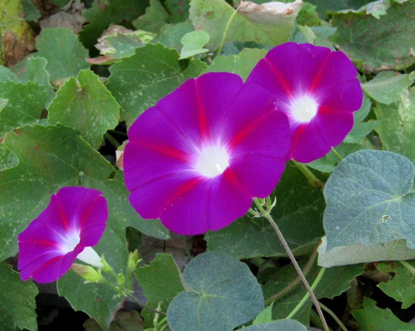Как выглядит цветок ипомея трехцветный. Ипомея Пикоти красная. Ипомея трехцветная. Ипомея ультрафиолет. Ипомея пурпурная.