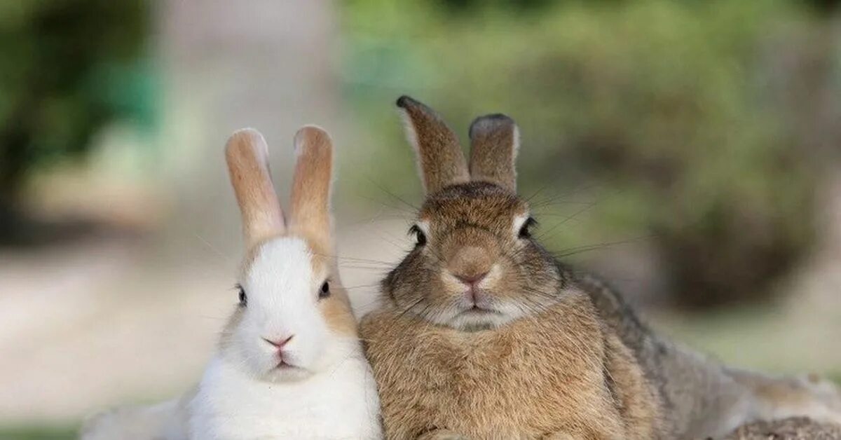 Много зайки. Остров кроликов Окуносима. Остров кроликов Окуносима в Японии. Два зайца. Два кролика.