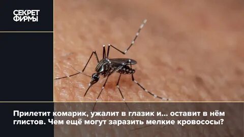 Комары передают инфекции