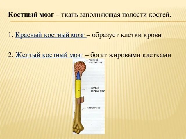 Строение кости желтый костный мозг. Красный костный мозг кость. Красный костный мозг это в биологии 8 класс. Строение кости красный костный мозг. Костномозговая полость кости