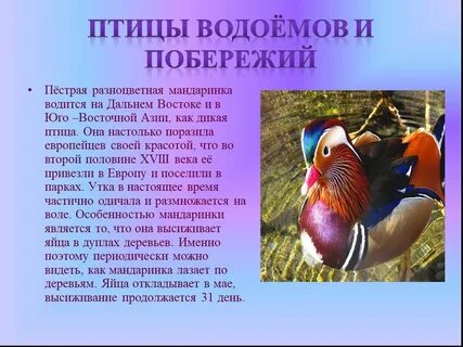Утка мандаринка описание кратко