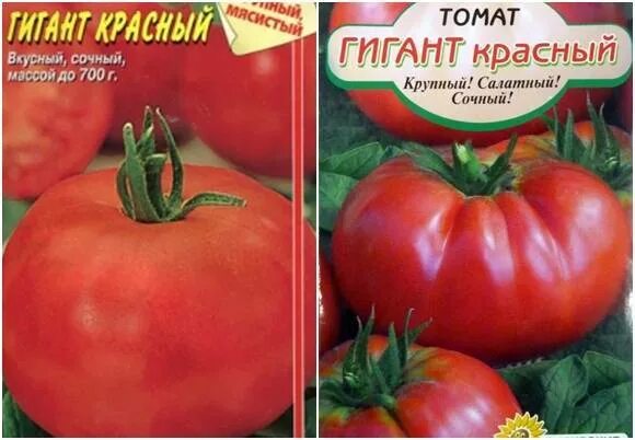 Гигант сорт помидор описание. Помидор сорт красный гигант. томат сорт гигант красный. томат гигант красный характеристика и описание. томат уральский гигант красный.