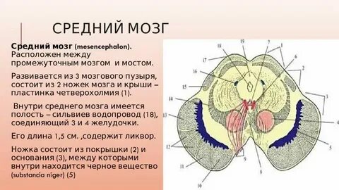 Водопровод среднего мозга