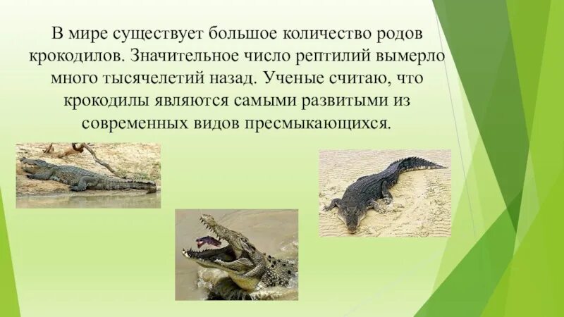 Крокодил доклад 3 класс окружающий мир. Численность крокодилов в мире. сообщение о крокодиле 3 класс. сообщение о вымерших пресмыкающихся. сообщение о крокодиле 3 класс окружающий мир.