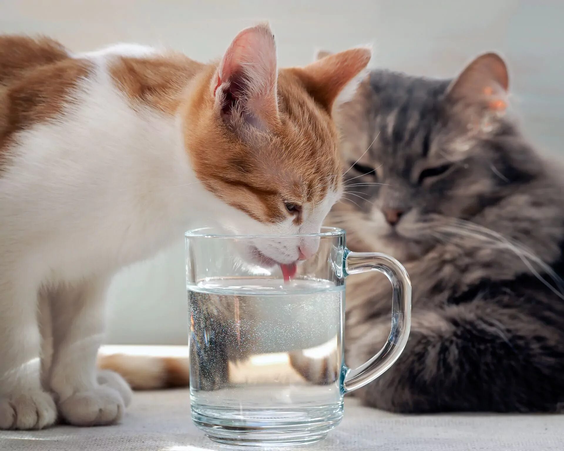 Кошка часто пьет воду. Кот пьет. Кот в воде. Кошка пьет воду. Котик со стаканом воды.