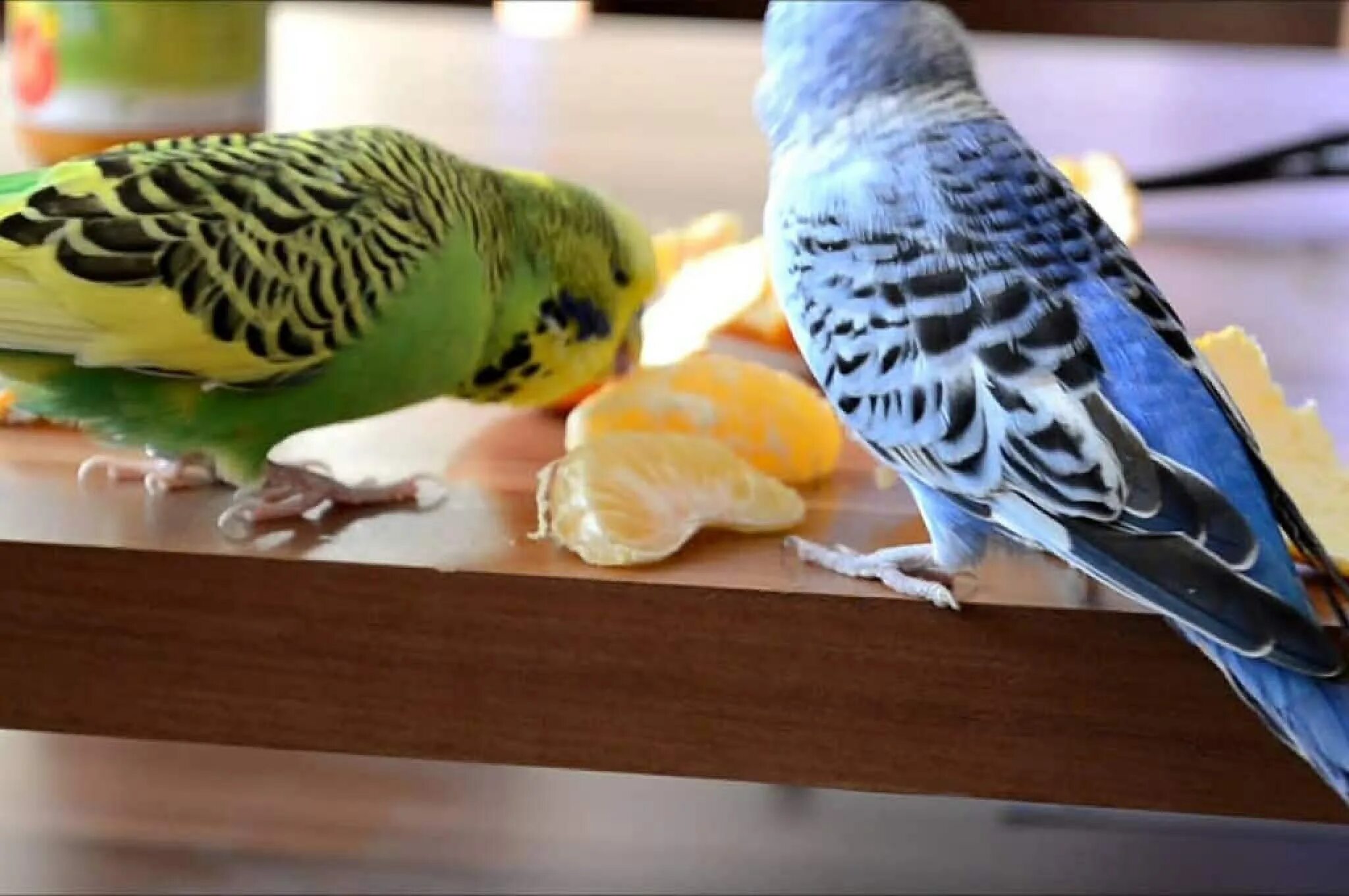 Перец попугаям можно. Персиковый волнистый попугай. Рацион волнистого попугая. Что едят волнистые попугаи. Еда для попугаев волнистых.