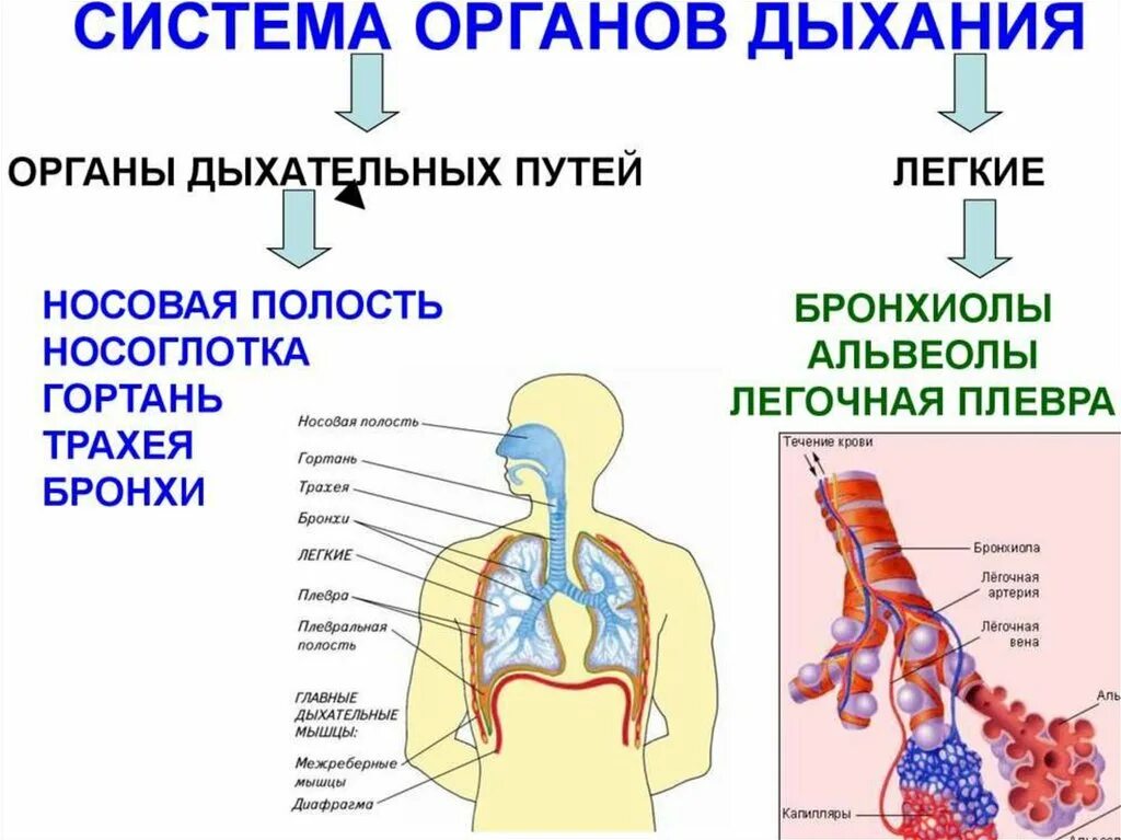 Отделы дыхательной системы схема. Трахея бронхи бронхиолы. Строение дыхательной системы человека. Система органов дыхания человека схема.