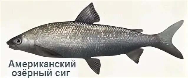 Первая сига. Обыкновенный сиг (coregonus lavaretus). Сиг востряк. Амурский сиг. Мемы о телеграфе.