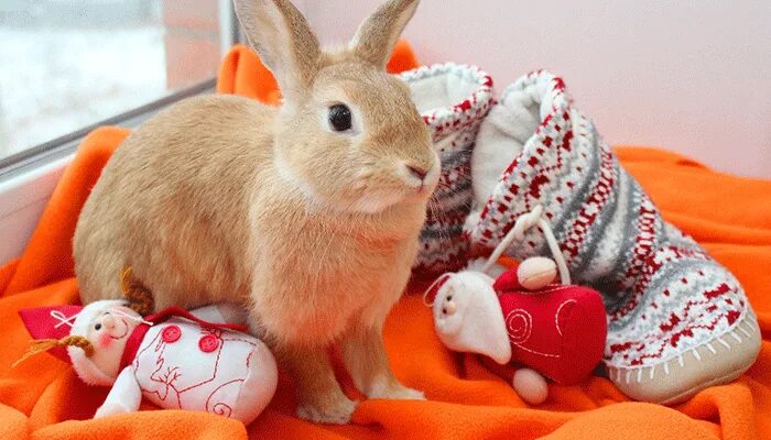 Как играть с кроликом