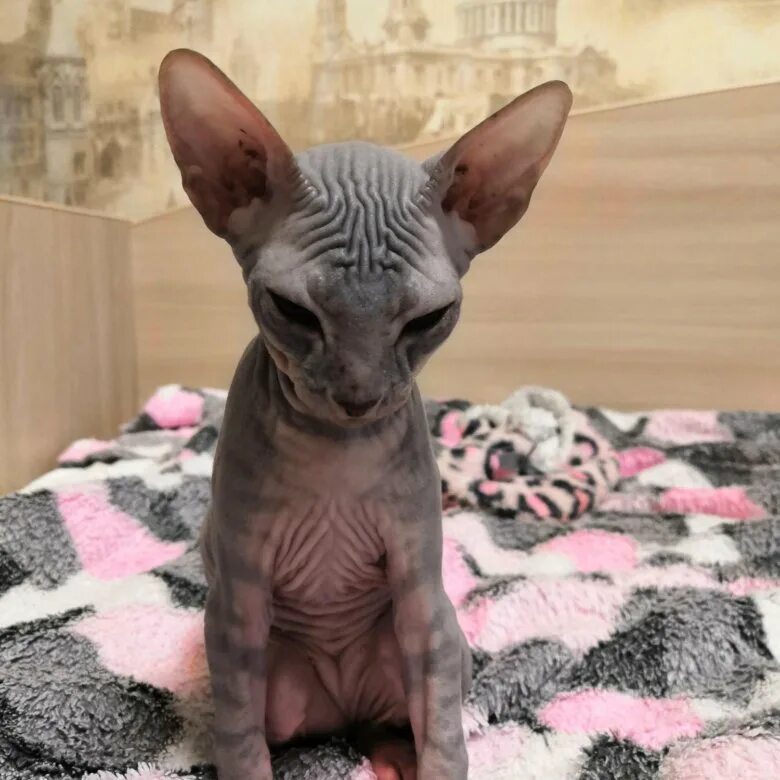 Канадский сфинкс кошка. Авито лысые котята. Крымский сфинкс кошка. Авито лысые кошки. Котята донского сфинкса.
