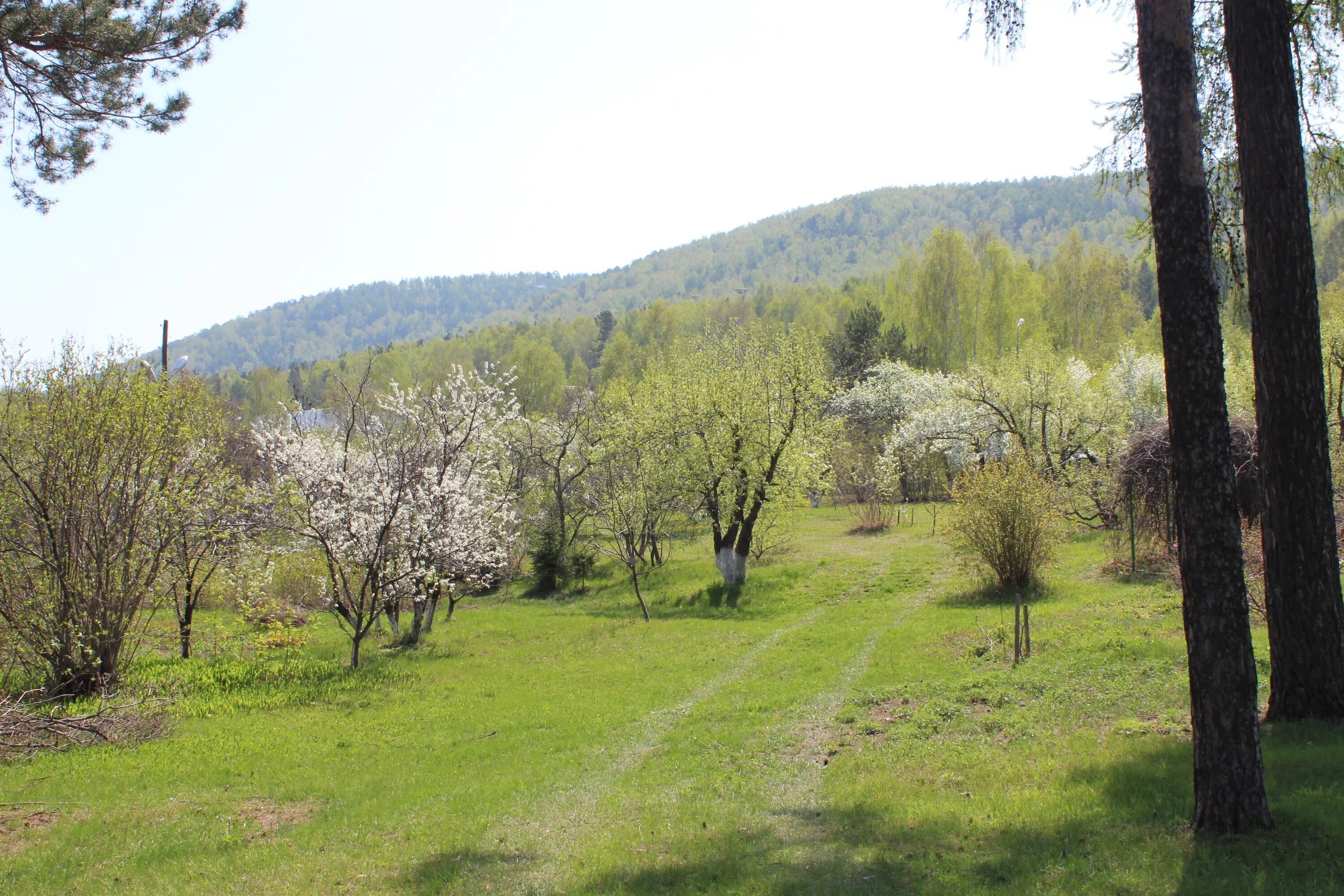 Парк крутовского в красноярске. Сад крутовского в красноярске. М. Яблони сада имени крутовского. Крутовского, красноярск.