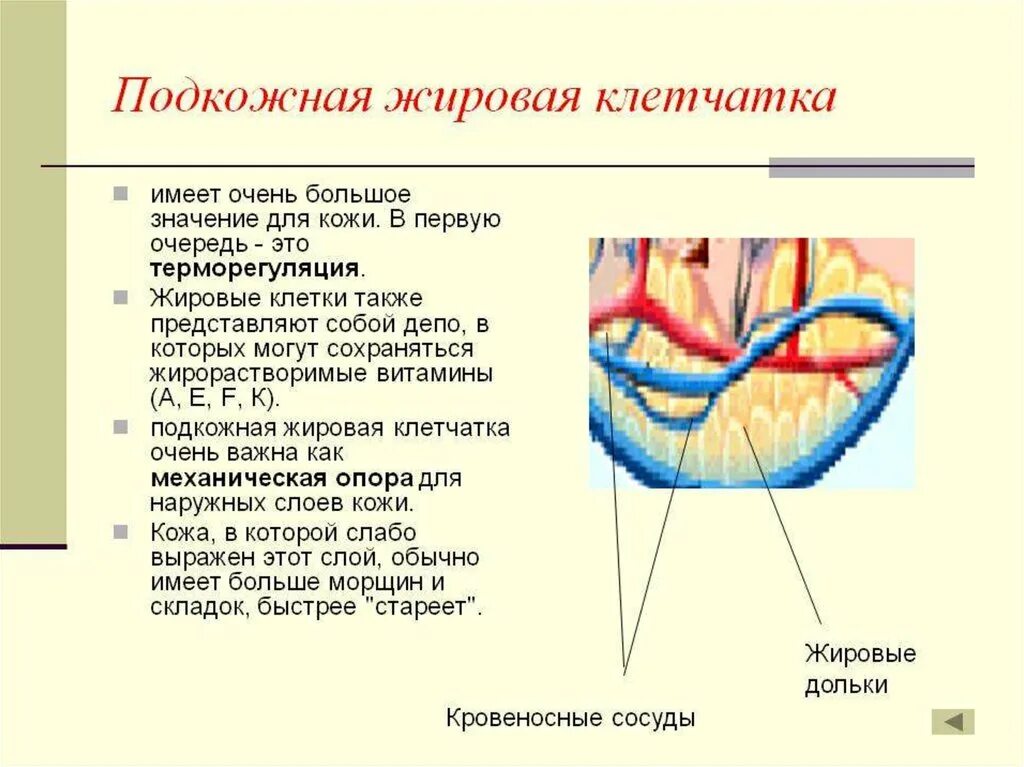 Подкожная жировая клетчатка строение и функции. Подкожно жировая клетчатка строение и функции. строение подкожной жировой клетчатки. функции подкожной жировой клетчатки кожи человека. строение кожи и подкожно-жировой клетчатки.