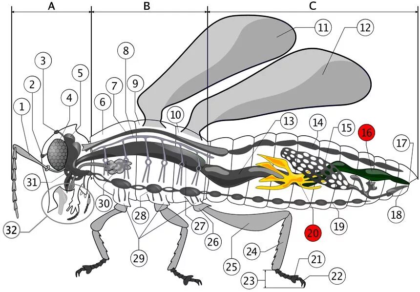 Репродуктивная система насекомых. Кровеносная система насекомых. Внутренние органы насекомых. Внутренние органы насекомого муравья. Насекомое работающее на компетентные органы