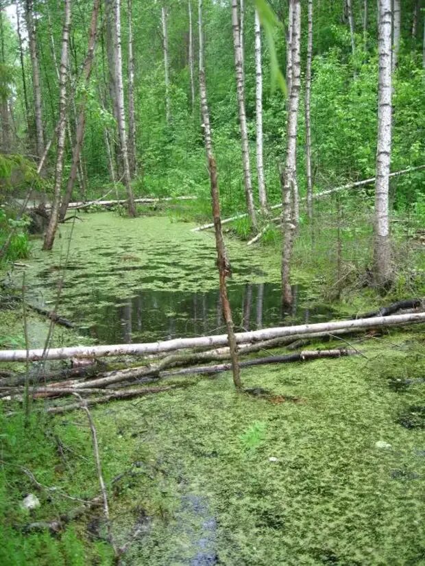Череповецкие болота аномальная зона. Череповецкие болота аномальная зона. Череповецкие болота. Вологодские болота. Череповецкие болота.