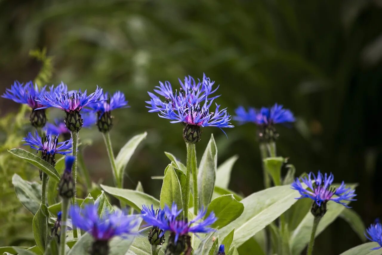 Центаурея Василек. Василек голубой Centaurea cyanus. Василек (Centaurea cyanus) 10шт. Василек синий (Centaurea cyanus) сорняк. Брат василька