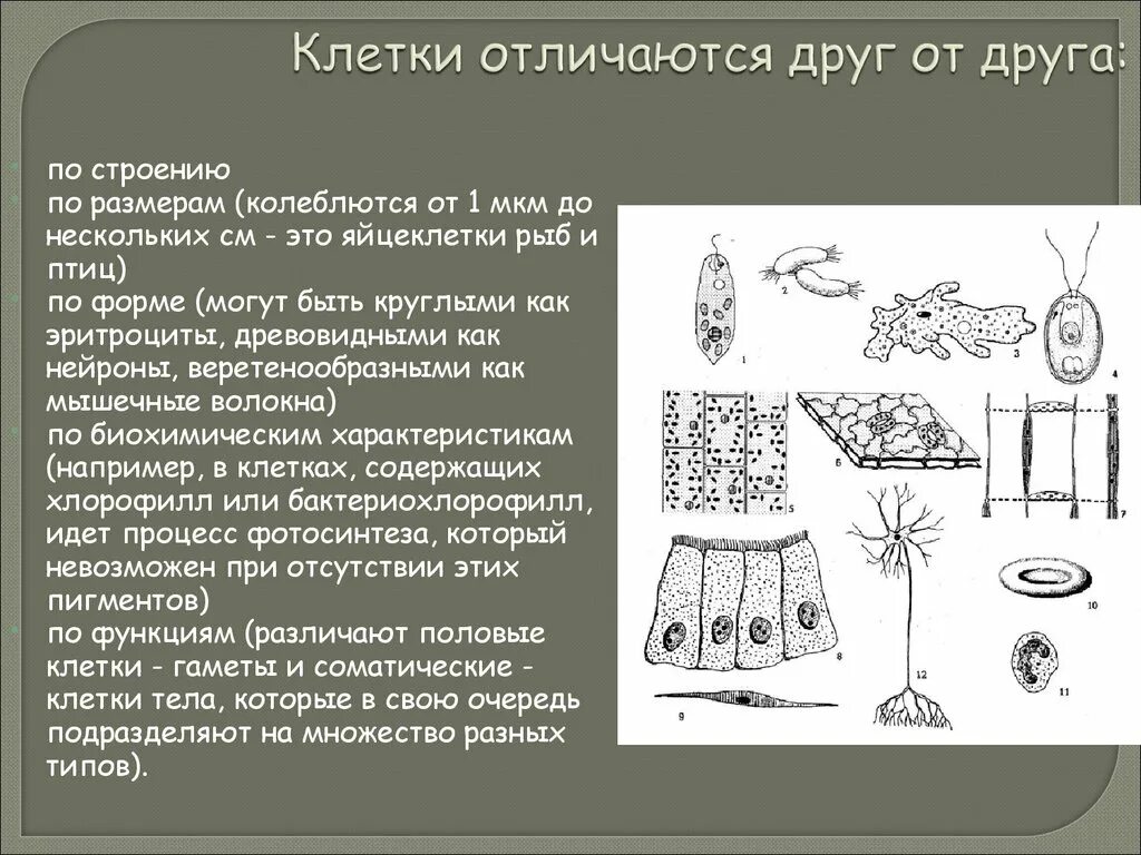 Как отличить клетки. Клетки отличаются друг от друга по. Отличие клеток друг от друга. Чем отличаются клетки. Клетки животных отличаются друг от друга по строению ?.