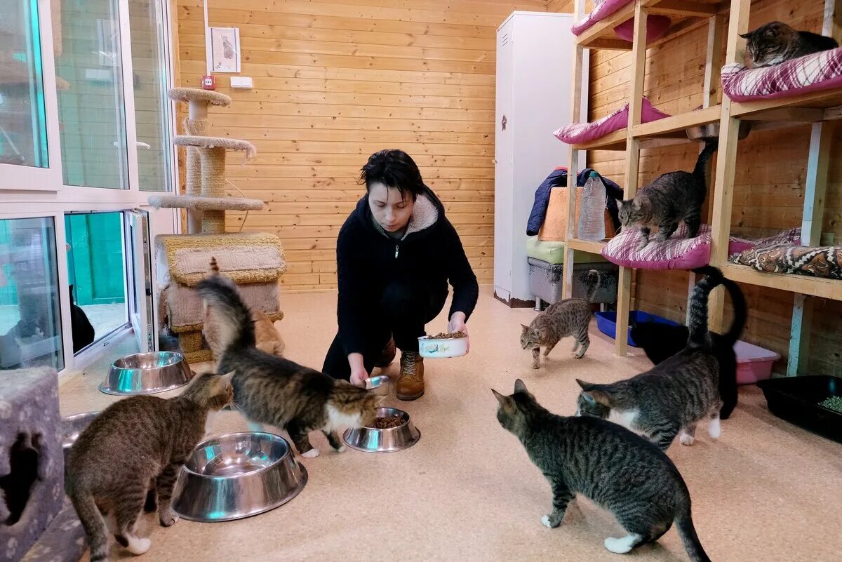 Приют кошек и собак помочь. Приют для бездомных кошек в Москве. Кошачий приют Электросталь. Котята в приюте. Кошачий приют.