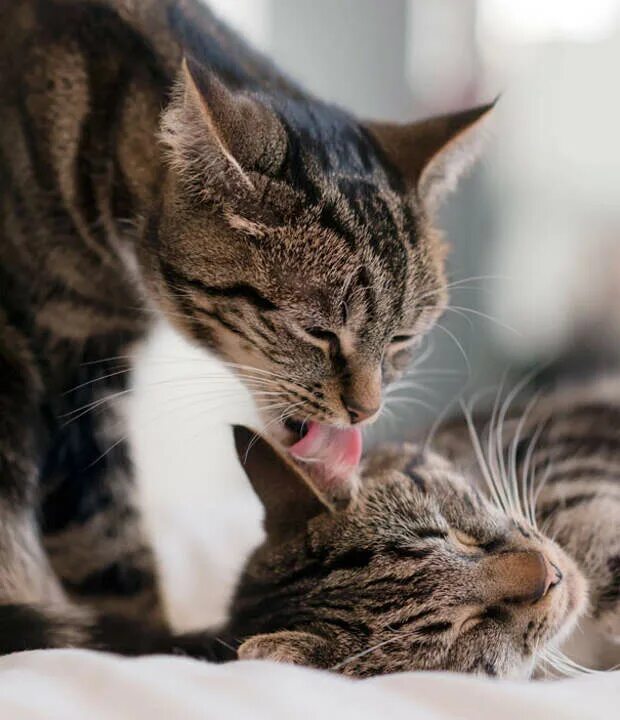 Почему коты ласкаются