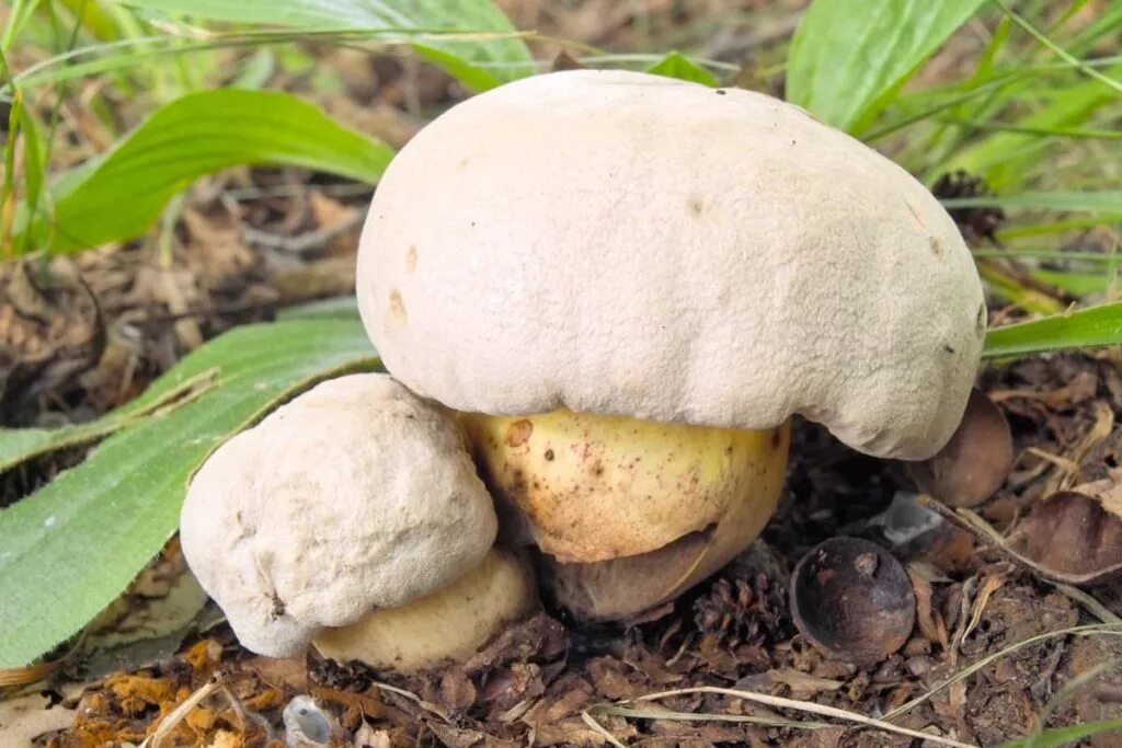 Боровик коренастый Boletus radicans. Боровик укореняющийся (Boletus radicans). Боровик несъедобный Boletus calopus. Боровик девичий (Boletus appendiculatus). Виды белых грибов описание