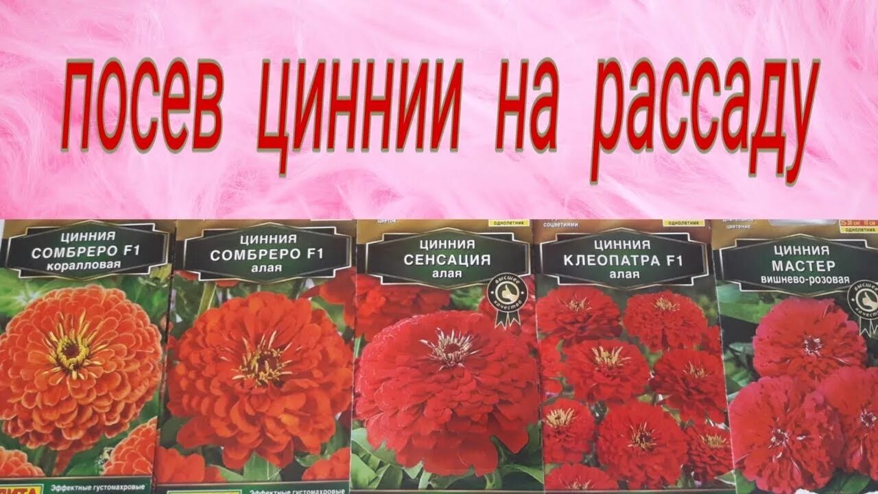 Цинния сенсация алая. Цинния Сомбреро алая. Цинния посев семян на рассаду