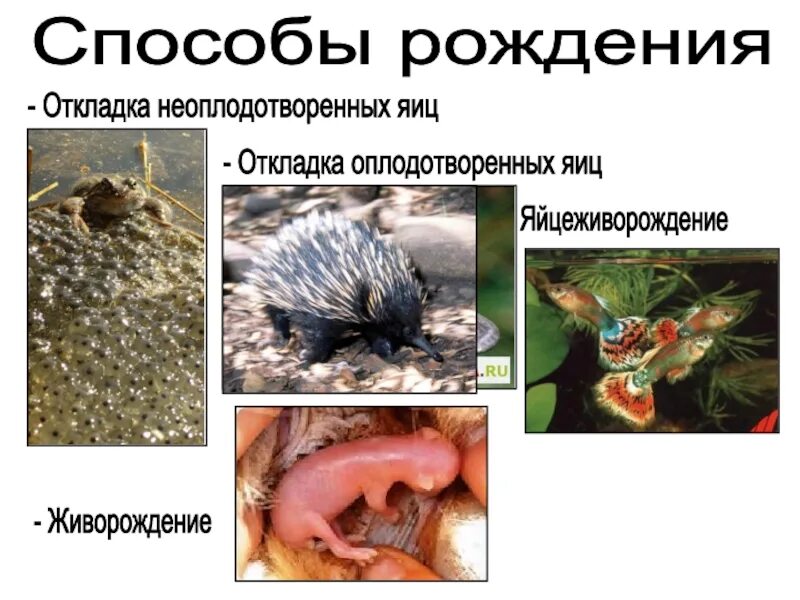 Яйцеживорождение у пресмыкающихся. Яйцеживорождение и живорождение. яйцеживорождение у рептилий. яйцеживородящие яйцекладущие.