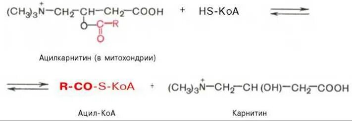 Коа 5. Реакция образования ацил КОА. Ацил-карнитин + HS-КОА. Ацил КОА + карнитин =ацилкарнитин. Реакция окисления жирных кислот в митохондриях.