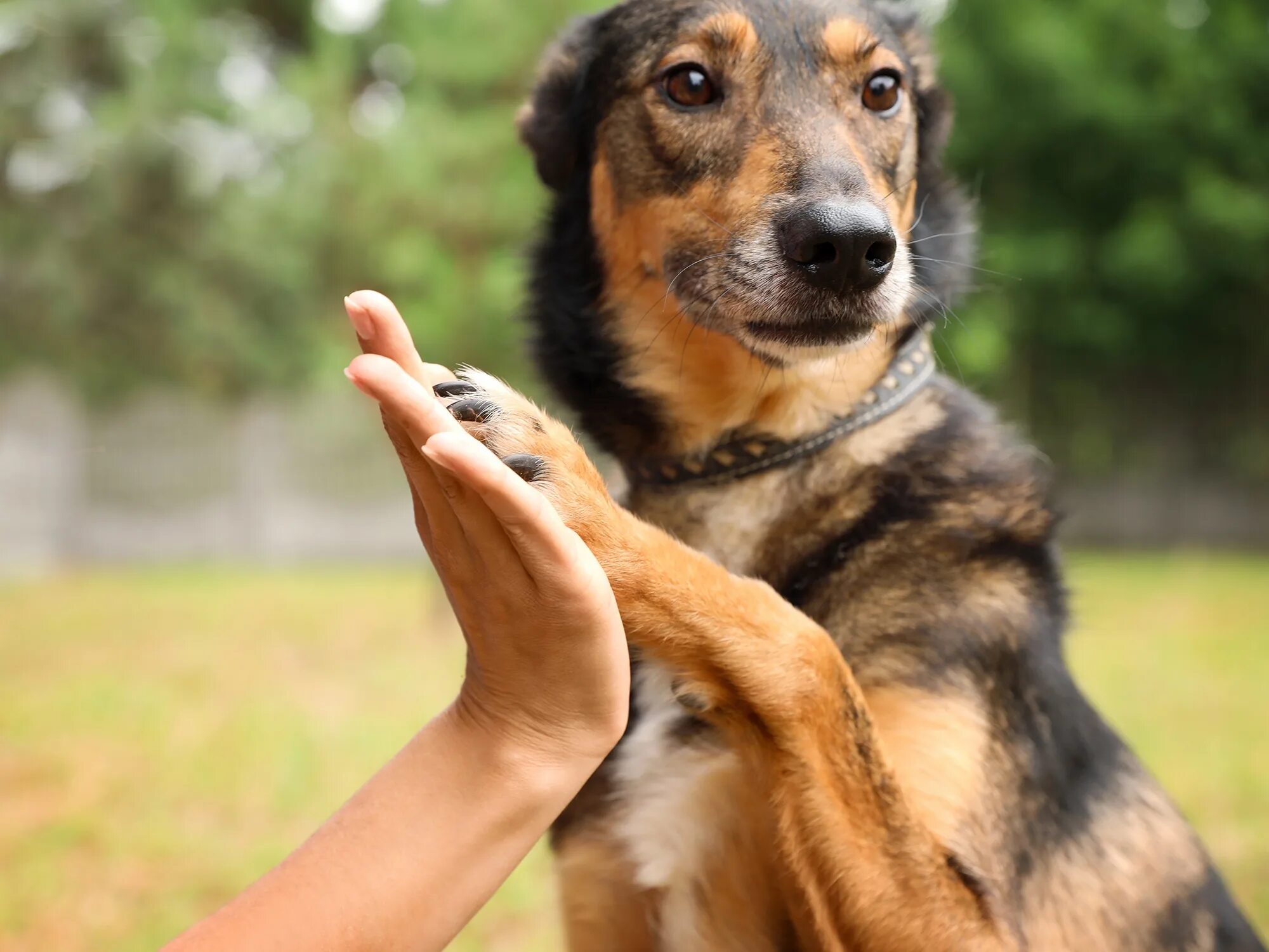 Помощь бездомным животным. Volunteer at an animal Shelter. Женщина волонтер животные. Animal shelter volunteer