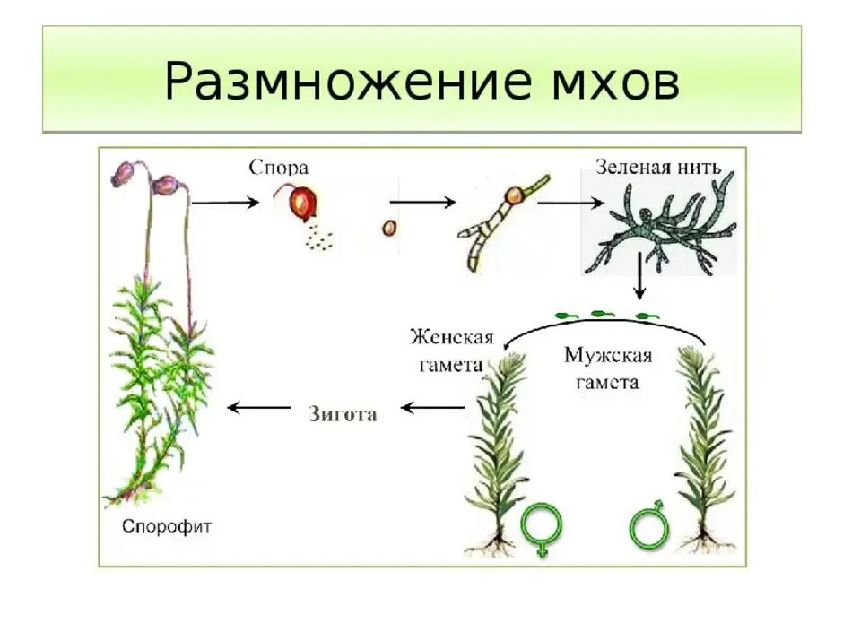 Размножение мохообразных