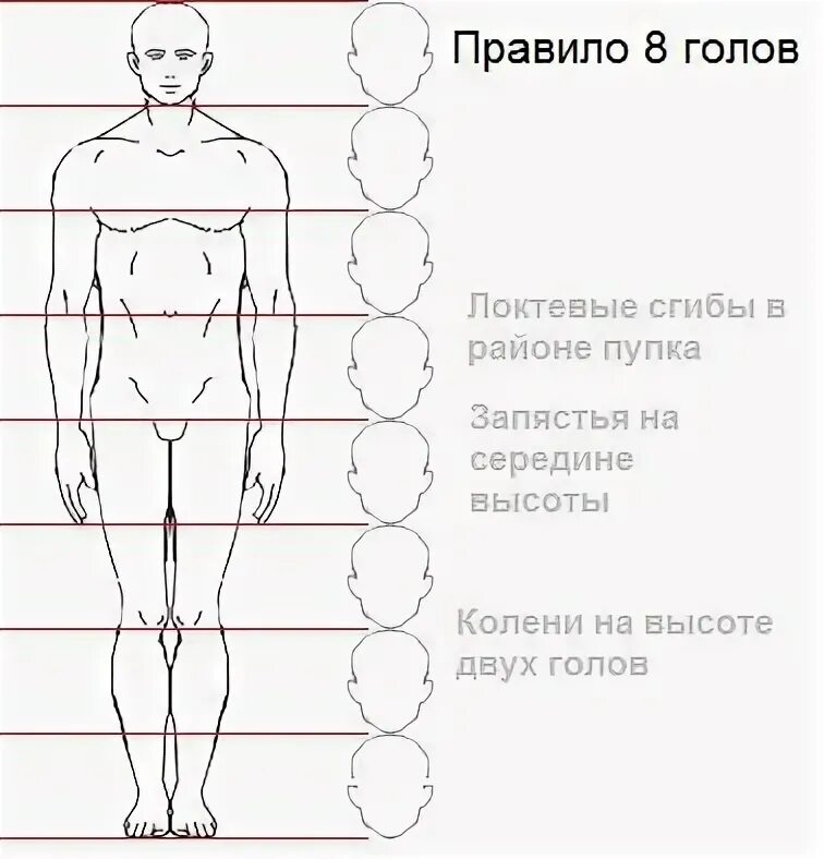 Схема человека. Пропорции человека рисунок. Правила рисования человека. Пропорции человека для рисования. Рисунок насколько