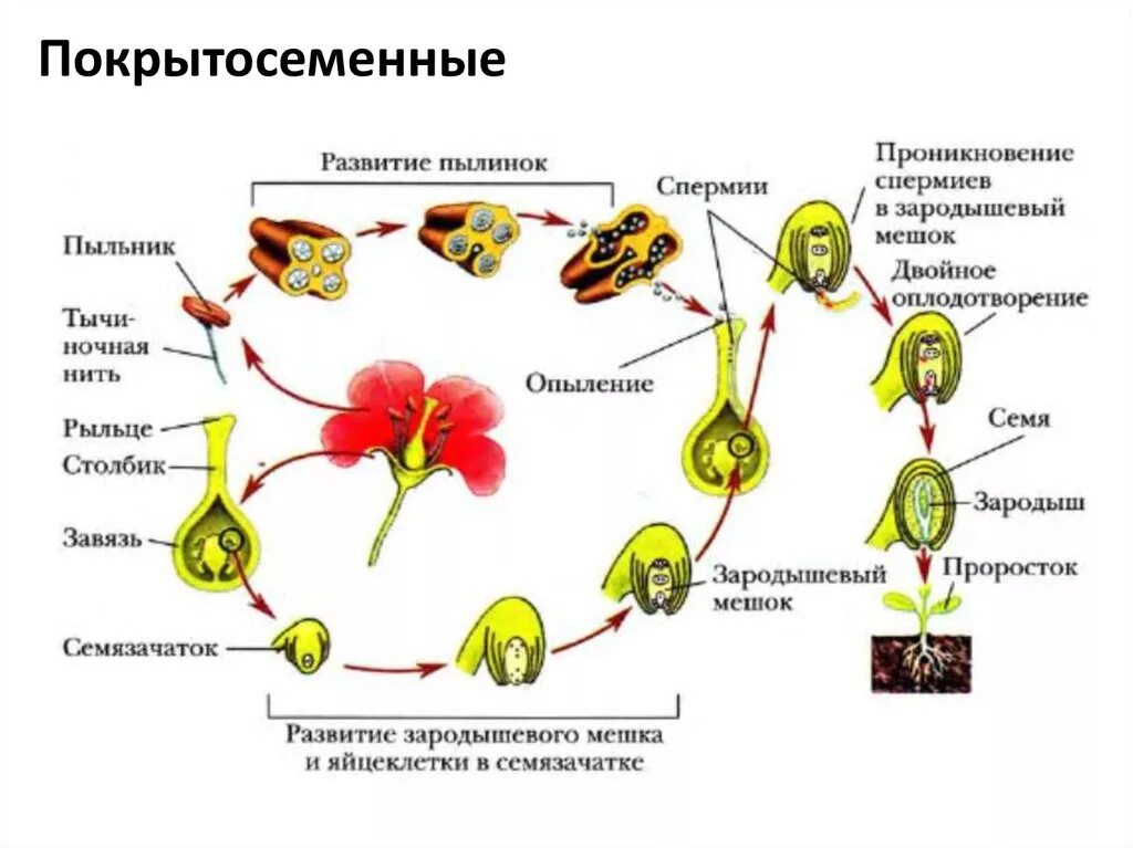 Образование зиготы у покрытосеменных. Размножение покрытосеменных растений схема. Размножение цветкового растения схема. Цикл размножения покрытосеменных ЕГЭ. Схема опыления и оплодотворения цветкового растения.