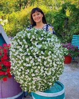 Зацветет патрина