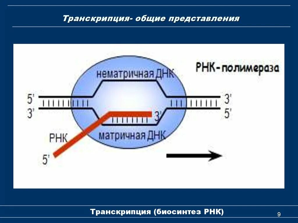 Биосинтез РНК транскрипция. Схема процесса транскрипции. Транскрипция РНК схема. Синтез РНК транскрипция.