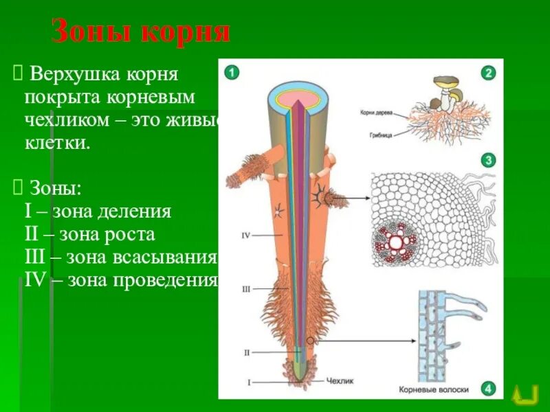 Зона деления корня ответ. Зоны корня схема. Схема биология зоны корня. Зоны корня 6 класс биология рисунок. Зоны корня биология 7.