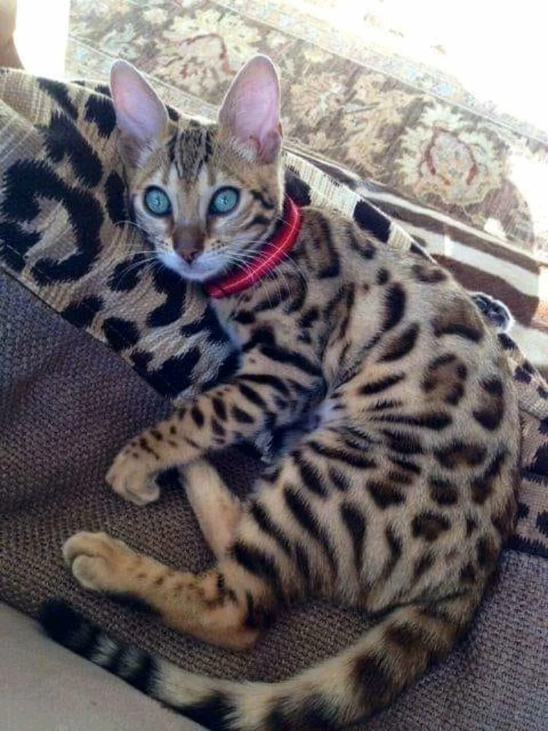 Бенгальская кошка помесь. Бенгальские котята метисы. Бенгальские коты метисы. Метис бенгальской кошки. Бенгальский кот полосатый помесь.