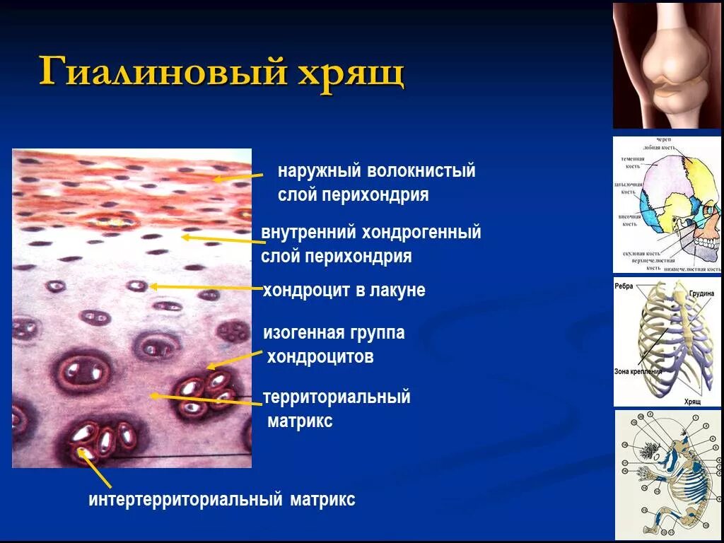 Изогенные группы. Гиалиновый хрящ. Изогенные группы гиалинового хряща. Перихондрия хондрогенный слой. Гиалиновый хрящ территориальный Матрикс.