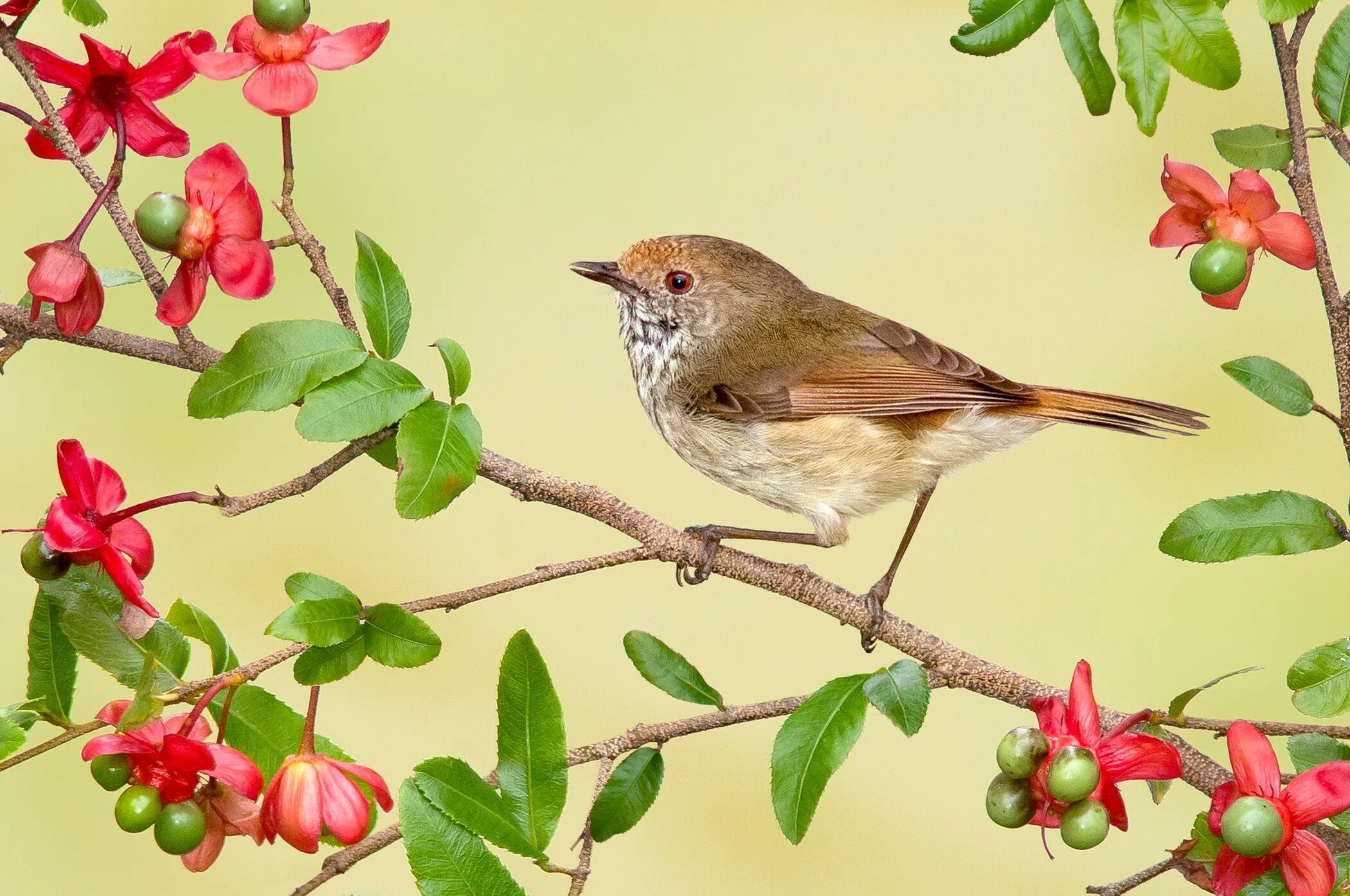 Картинка birds. Птица на ветке. Птичка на веточке. Соловей птица. Соловей на ветке.