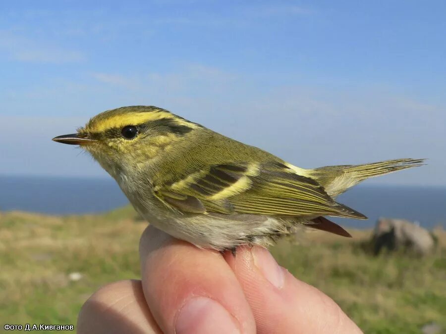 Певчая птичка меньше воробья 7. Prunella modularis. Пеночка трещотка, весничка теньковка. Воробьинообразные певчие. Овсянка чиж зяблик.