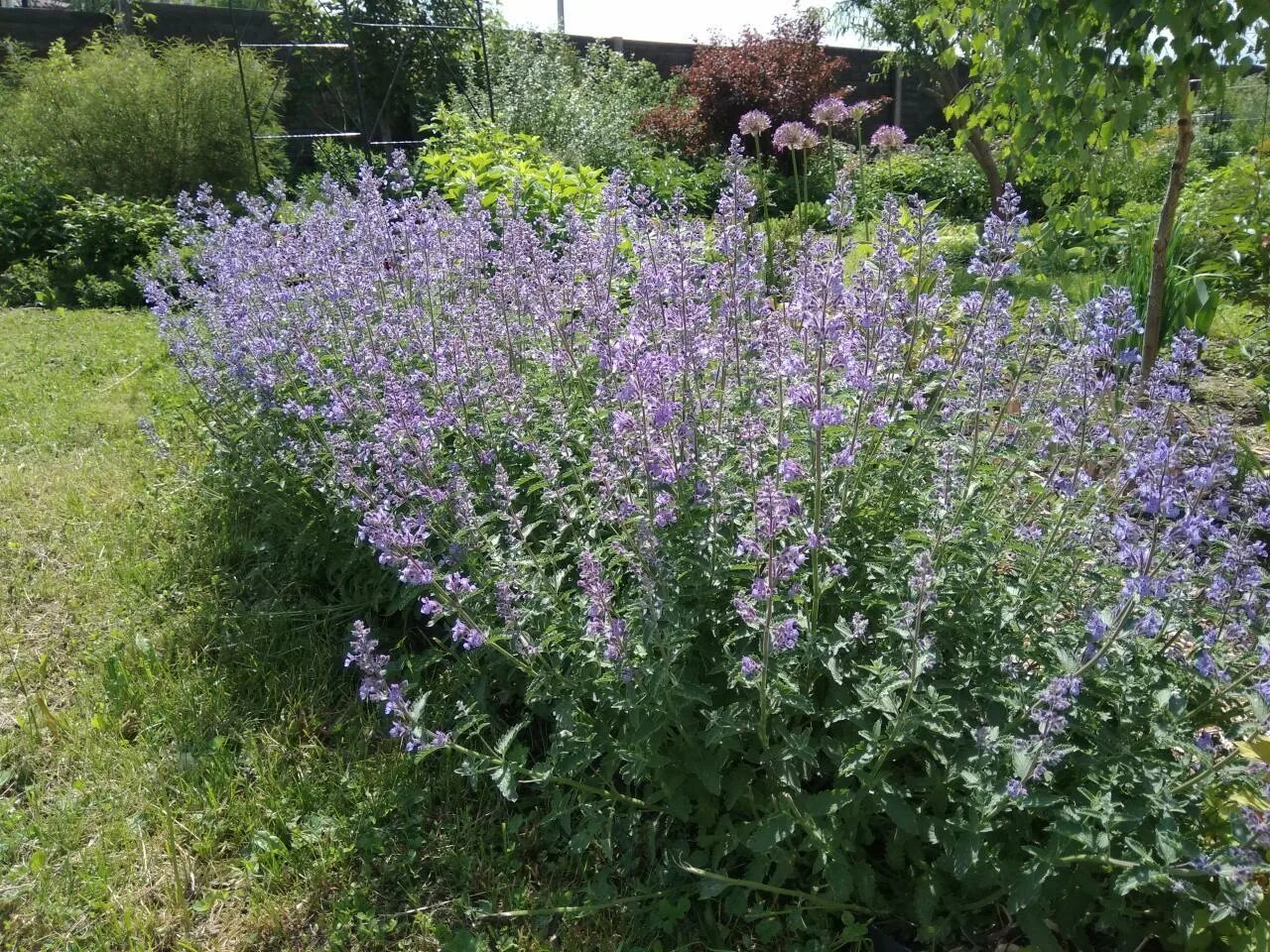 Котовник сорта и виды. Котовник сибирский. котовник сибирский крупноцветный. котовник фассена. котовник summer magic.