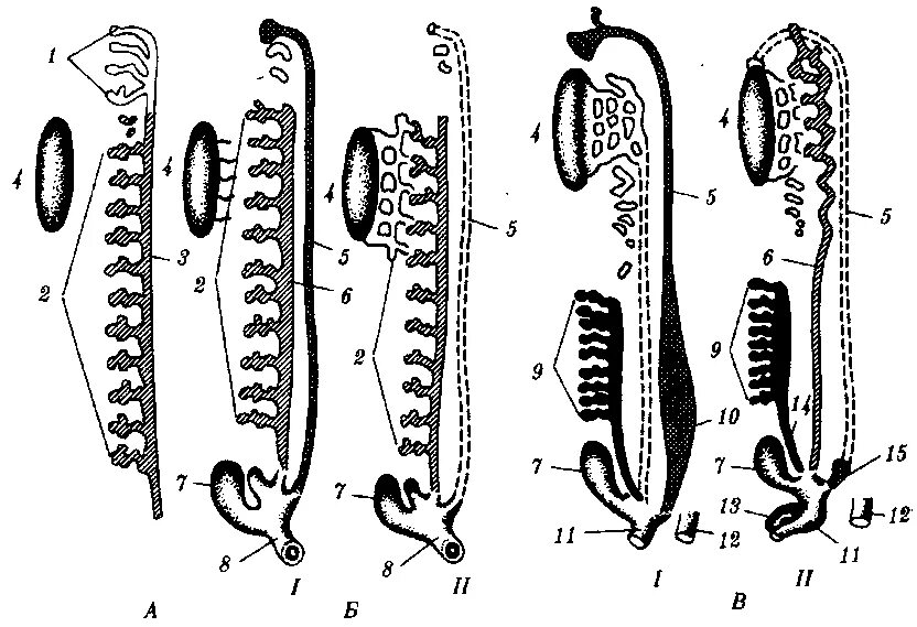 Филогенез мочеполовой системы позвоночных. Развитие выделительной и мочеполовой системы у позвоночных. Филогенез мочеполовой системы хордовых. Эволюция мочеполовой системы позвоночных.