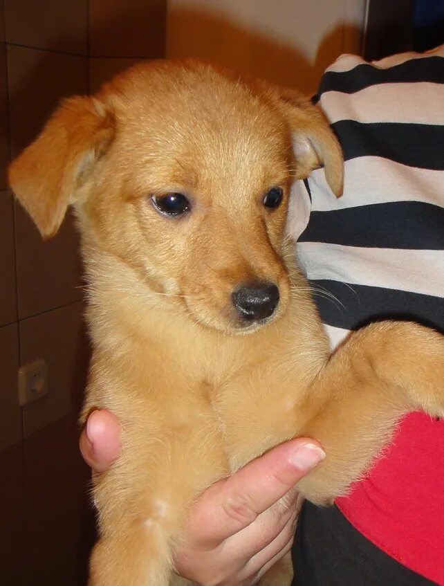 на авито щенок рыжий. фото щенки той чих рыжие. чихуахуа щенок рыжий. чихуахуа мини гладкошерстные. собака лабрадор рыжий.