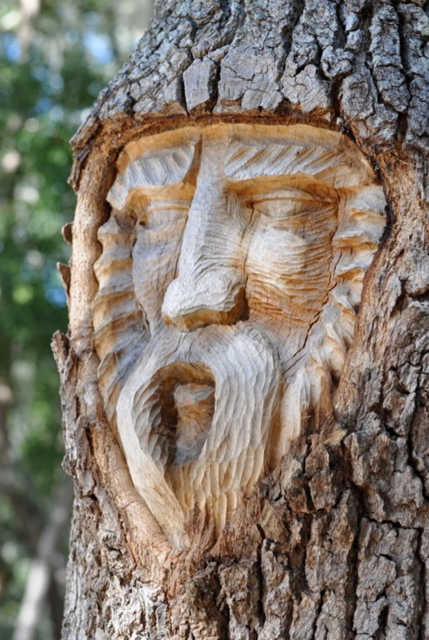 Картинки лицо дерево. Кит Дженнингс. Резьба на стволе дерева. Резьба по стволу дерева. Лицо на стволе дерева.