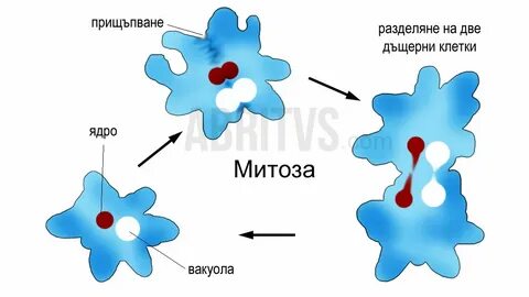 Амеба дышит всей поверхностью тела