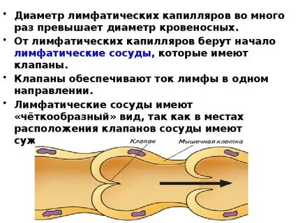 Лимфатические и кровеносные капилляры