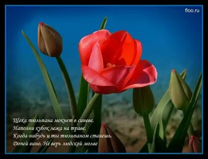 Тюльпаны цитаты афоризмы